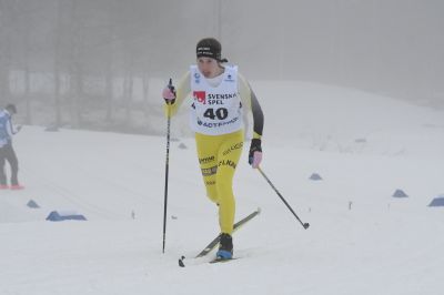 Linn Tapani
